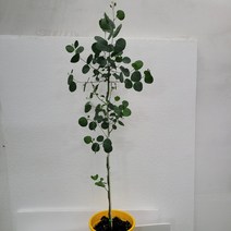 무배특가 둥근잎 폴리안 유칼립투스 대품 70-110cm 249