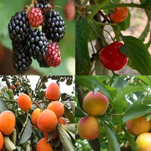 우수한 유실수(과일나무) 묘목-나무의 모든것, 4.부사사과 이중접목묘 상묘