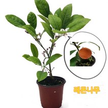 트리앤 향기 좋은 레몬나무, 01. 레몬 나무 1개