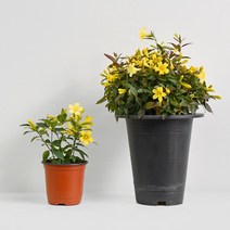 개나리 자스민 식물 모종 마이플랜트, 중품 20호