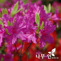 [나무인] 산철쭉10그루, 10개