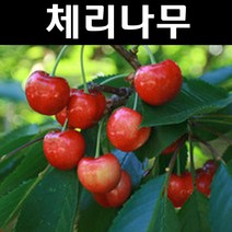 왜성체리/레이니어 콜트대목 접목1년 뿌리묘 나무 묘목 1개/유실수/과수
