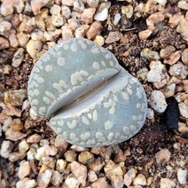 꽃다리 오체니아 87 다육식물 리톱스 아이만배송