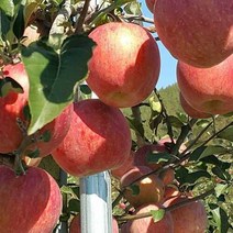 밀양 얼음골 사과 부사 1225과내외 5kg, 밀양얼음골 부사사과 25과내외 5kg