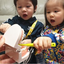 유아 아이 치아모형 이닦기 양치교육 실습 치아구조