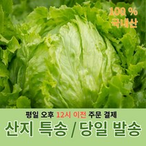 쌈마루채 전북 순창 로메인상추 국내산 청상추 1kg, 1개