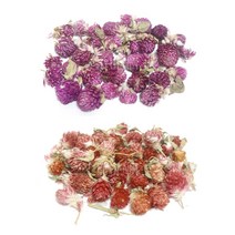 천일홍 드라이플라워 (25-30송이) 핑크 퍼플