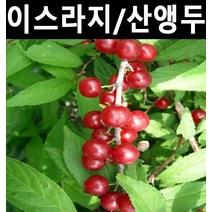 이스라지(산앵두) 키80cm 1개/나무묘목/꽃나무/조경용