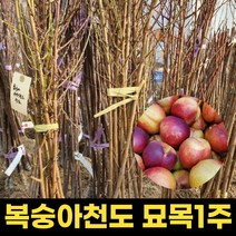천도 복숭아 묘목 1주 천도복숭아나무 과실수, 1개