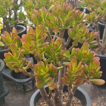 [소소한다육] 호빗 대품 목대 다육이 염좌 우주목 교배종