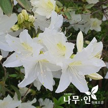 [나무인] 백철쭉 10그루, 10개