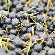 고창베리세상 아로니아 최상품 5kg 10kg [벌크포장], 1개