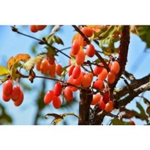 산수유열매건재 600g #산수유열매#산수유효능 #산수유효과 #산수유재배, 1개