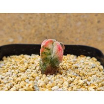 선인장/ 홍엽란봉옥금-2070 난봉옥 아프리카농장