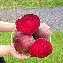 [띠앗농장]햇비트 제주 비트 레드비트 5kg/10kg, 5kg(1개), 1개