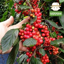 [생산자직송] 22년 수확 문경 절임 오미자 10kg, 1개