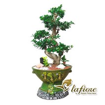 라피오레 가지마루펜다, 1개