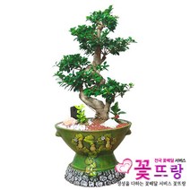 가지마루분재 사기분 공기정화식물 관엽식물 전국꽃배달서비스 개업화분/축하선물, 1개