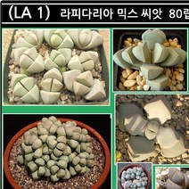 리톱스 나라 씨앗, (LA 1) 라피다리아 믹스 씨앗 80립, 1개