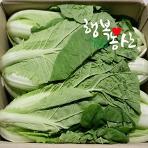 싱싱한 당일작업 얼갈이 배추 4kg, 1box, 얼갈이배추4kg내외