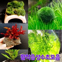 수초랑 수초, 1개