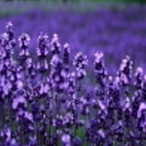 [엔피솝] 비누재료 화장품재료 플로럴워터 9종 비누재료 화장품재료, 라벤더워터 100ml