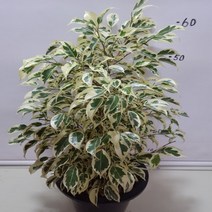 온누리농원 칼라벤자민-13, 1개