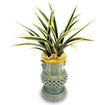 웰컴플라워 동양난 서양난 동서양난, 8 황금일향, 1개