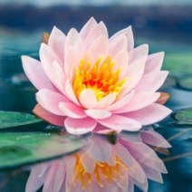 [허니솝] 천연 베이스오일(캐리어오일) 버터 비누만들기재료 화장품만들기재료, C47. 연꽃오일 50ml