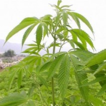 [허니솝] 천연 베이스오일(캐리어오일) 버터 비누만들기재료 화장품만들기재료, C32. 햄프시드오일 100ml