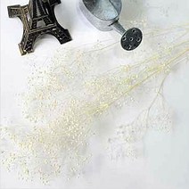 플라라 드라이플라워 프리저브드플라워 기획 모음, 15-23. 아이보리 안개 프리저브드