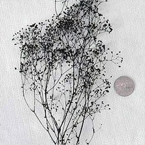 플라라 드라이플라워 프리저브드플라워 기획 모음, 15-17. 블랙펄 안개 (프리저브드)