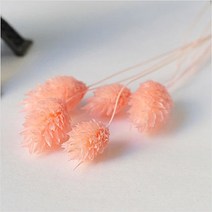 플라라 드라이플라워 프리저브드플라워 기획 모음, 15-11. 핑크 포플란트