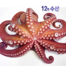 통영 국내산 생물 자숙 돌문어, 1kg(1미 생물 1.3kg 기준) 1팩, 1팩