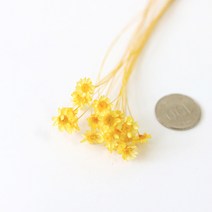 로맨틱노벰버 드라이플라워 프리저브드플라워, 스타플라워 옐로우(15송이)