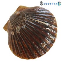 싱싱 산지직송 12이전결재 당일발송, 1박스, 비단가리비3kg