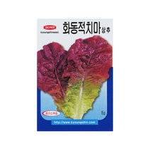 화동적치마상추씨앗 8g