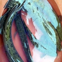 [글램스톤즈] 지리산 섬진강 가물치 자연산 가물치즙 120ml 30팩, 60팩