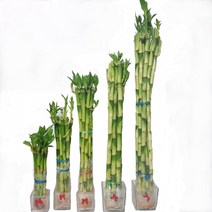 트리앤 개운죽 80cm (10ea) 1개, 10개