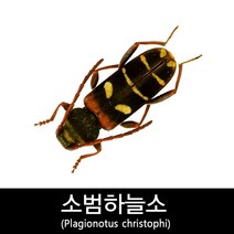 소범하늘소표본/Plagionotus christophi