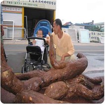[개이득] 전남 구례 토박이가 캔 지리산 야생칡즙 120ml 60팩, 120팩