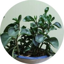 홍페페 청페페 고급사기화분분갈이제품 플랜테리어