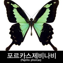 포르카스제비나비표본/Papilio phorcas 80mm+-