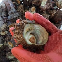 통영 바지락 바지락살 조갯살, 1개, 뿔소라1kg