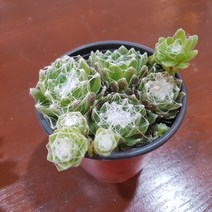 인커피식물카페 왕거미바위솔 다육식물 공기정화식물 포트