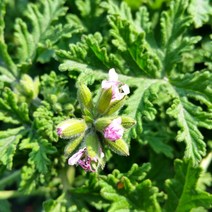 [용이네 화원] 매력덩어리 허브 구몬초 로즈제라늄 070