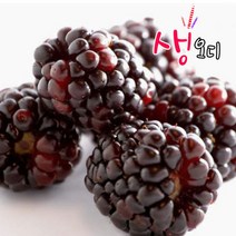 2022년 토종오디 햇오디 특상품 꼼꼼선별 5kg, 1box