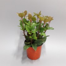 트리앤 1+1 산호수 1개