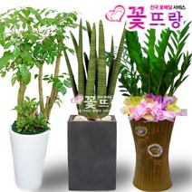 개업식화분 공기정화식물 관엽식물 전국꽃배달서비스 개업화분/축하선물, C08 홍콩야자, 1개