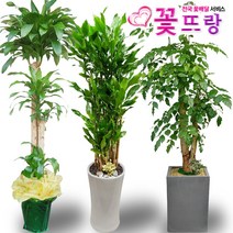꽃뜨랑 2m대형화분 개업화분 행운목 금전수 스투키 전국당일꽃배달, B03 가지마루분재, 1